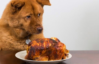 Αυτές είναι οι πιο επικίνδυνες τροφές για τα σκυλιά - Φωτογραφία 1
