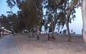 Πάτρα: Το πάρκο της Ακτής Δυμαίων φωταγωγήθηκε και γέμισε φωτογράφους - Φωτογραφία 4