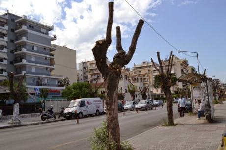 Παρέμβαση της Κοινο-Τοπίας: H Δημοτική αρχή Πάτρας συνεχίζει την απαράδεκτη πρακτική του δραστικού «κλαδέματος» δέντρων - Φωτογραφία 2