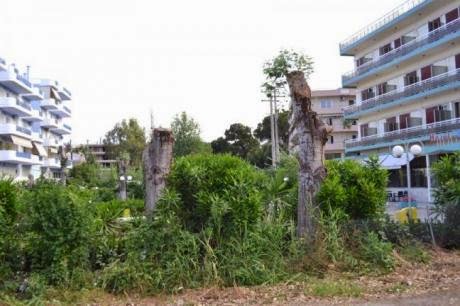 Παρέμβαση της Κοινο-Τοπίας: H Δημοτική αρχή Πάτρας συνεχίζει την απαράδεκτη πρακτική του δραστικού «κλαδέματος» δέντρων - Φωτογραφία 3
