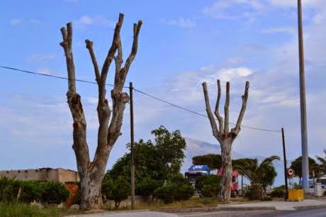 Παρέμβαση της Κοινο-Τοπίας: H Δημοτική αρχή Πάτρας συνεχίζει την απαράδεκτη πρακτική του δραστικού «κλαδέματος» δέντρων - Φωτογραφία 4