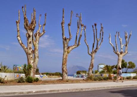 Παρέμβαση της Κοινο-Τοπίας: H Δημοτική αρχή Πάτρας συνεχίζει την απαράδεκτη πρακτική του δραστικού «κλαδέματος» δέντρων - Φωτογραφία 5