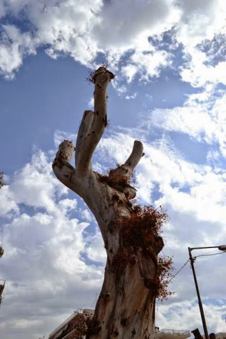 Παρέμβαση της Κοινο-Τοπίας: H Δημοτική αρχή Πάτρας συνεχίζει την απαράδεκτη πρακτική του δραστικού «κλαδέματος» δέντρων - Φωτογραφία 6
