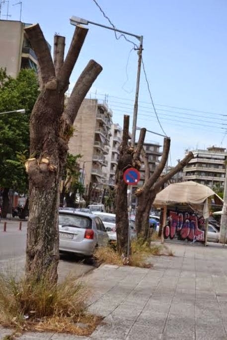 Παρέμβαση της Κοινο-Τοπίας: H Δημοτική αρχή Πάτρας συνεχίζει την απαράδεκτη πρακτική του δραστικού «κλαδέματος» δέντρων - Φωτογραφία 7