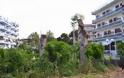 Παρέμβαση της Κοινο-Τοπίας: H Δημοτική αρχή Πάτρας συνεχίζει την απαράδεκτη πρακτική του δραστικού «κλαδέματος» δέντρων - Φωτογραφία 3