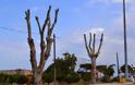 Παρέμβαση της Κοινο-Τοπίας: H Δημοτική αρχή Πάτρας συνεχίζει την απαράδεκτη πρακτική του δραστικού «κλαδέματος» δέντρων - Φωτογραφία 4