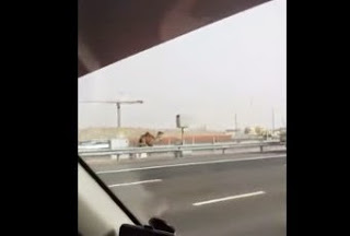 ΕΠΙΚΟ! Μόνο στο Ντουμπάι - Καμήλα το έσκασε και ο καμηλιέρης τρέχει... [video] - Φωτογραφία 1