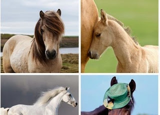 Ποιο άλογο σου αρέσει πιο πολύ; Διάλεξε ένα, να σου πει την τύχη σου! [photos] - Φωτογραφία 1