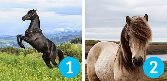 Ποιο άλογο σου αρέσει πιο πολύ; Διάλεξε ένα, να σου πει την τύχη σου! [photos] - Φωτογραφία 2