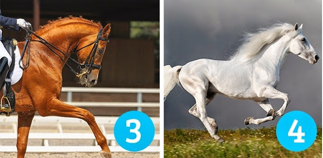 Ποιο άλογο σου αρέσει πιο πολύ; Διάλεξε ένα, να σου πει την τύχη σου! [photos] - Φωτογραφία 3