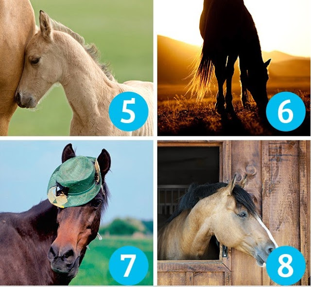 Ποιο άλογο σου αρέσει πιο πολύ; Διάλεξε ένα, να σου πει την τύχη σου! [photos] - Φωτογραφία 4