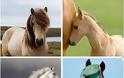 Ποιο άλογο σου αρέσει πιο πολύ; Διάλεξε ένα, να σου πει την τύχη σου! [photos]