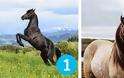 Ποιο άλογο σου αρέσει πιο πολύ; Διάλεξε ένα, να σου πει την τύχη σου! [photos] - Φωτογραφία 2