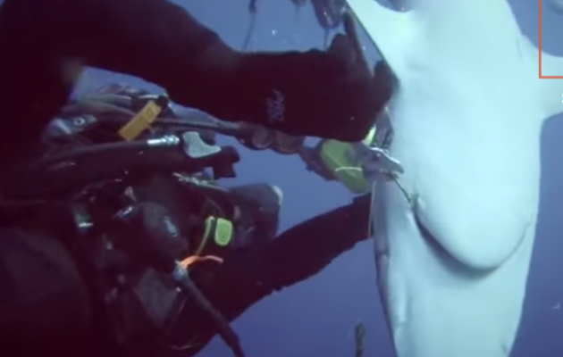 Δύτης σώζει καρχαρία από το καμάκι που του έχει καρφωθεί! [video] - Φωτογραφία 1