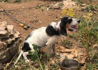 Άφησαν σκυλάκι σκελετωμένο και αλυσοδεμένο στο Μαράθι της Πάρου - Φωτογραφία 1