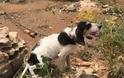 Άφησαν σκυλάκι σκελετωμένο και αλυσοδεμένο στο Μαράθι της Πάρου - Φωτογραφία 1