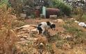 Άφησαν σκυλάκι σκελετωμένο και αλυσοδεμένο στο Μαράθι της Πάρου - Φωτογραφία 2