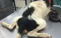 Άφησαν σκυλάκι σκελετωμένο και αλυσοδεμένο στο Μαράθι της Πάρου - Φωτογραφία 5