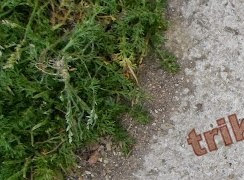 Πανικός στα Τρίκαλα! Βρέθηκε σκουλήκι γίγαντας! [photo] - Φωτογραφία 1