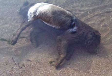 Αμαλιάδα: Νεκρός σκύλος στη θάλασσα! - Φωτογραφία 1