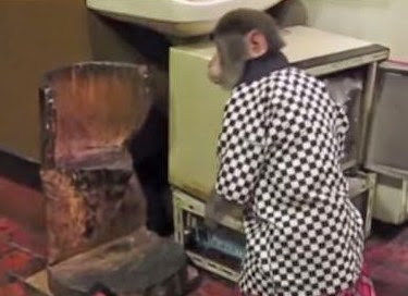 Η μαϊμού... σερβιτόρος που κλέβει την παράσταση [video] - Φωτογραφία 1