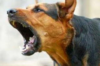 Τέσσερις επιθέσεις σκύλων στο Ηράκλειο έστειλαν πολίτες στο νοσοκομείο - Τρόμος και για μικρό μαθητή! - Φωτογραφία 1