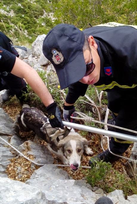 Δυτική Ελλάδα: Καρέ καρέ οι συγκλονιστικές προσπάθειες της ΕΜΑΚ για να σώσει σκύλο που είχε εγκλωβιστεί σε γκρεμό! - Φωτογραφία 3