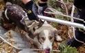 Δυτική Ελλάδα: Καρέ καρέ οι συγκλονιστικές προσπάθειες της ΕΜΑΚ για να σώσει σκύλο που είχε εγκλωβιστεί σε γκρεμό! - Φωτογραφία 1