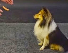 Οι απίθανες αντιδράσεις σκύλων σε ένα λουκάνικο που αιωρείται [Video] - Φωτογραφία 1