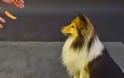 Οι απίθανες αντιδράσεις σκύλων σε ένα λουκάνικο που αιωρείται [Video]