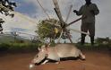 Αρουραίοι εντοπίζουν τις νάρκες στην Αφρική! [photos] - Φωτογραφία 3