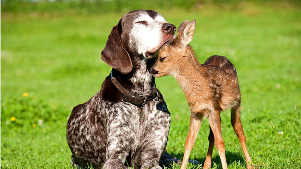 Γιατί τα ζώα κάνουν φίλους όπως και οι άνθρωποι; - Φωτογραφία 3