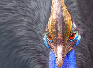 Cassowary: Το πιο επικίνδυνο πτηνό στον κόσμο [photos] - Φωτογραφία 1