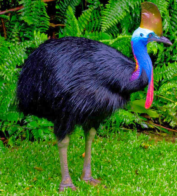 Cassowary: Το πιο επικίνδυνο πτηνό στον κόσμο [photos] - Φωτογραφία 3