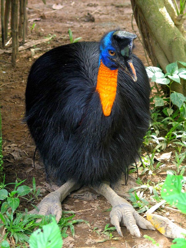 Cassowary: Το πιο επικίνδυνο πτηνό στον κόσμο [photos] - Φωτογραφία 6