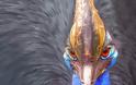 Cassowary: Το πιο επικίνδυνο πτηνό στον κόσμο [photos] - Φωτογραφία 1