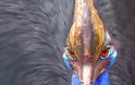 Cassowary: Το πιο επικίνδυνο πτηνό στον κόσμο [photos]