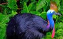 Cassowary: Το πιο επικίνδυνο πτηνό στον κόσμο [photos] - Φωτογραφία 3