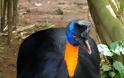 Cassowary: Το πιο επικίνδυνο πτηνό στον κόσμο [photos] - Φωτογραφία 6