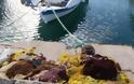 ΣΟΚ στην Εύβοια: Πάγωσε ο ψαράς με αυτό που είδε - Η εικόνα που δεν θα ξεχάσει ποτέ στη ζωή του!