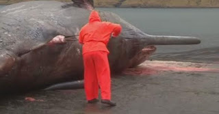 ΕΚΠΛΗΚΤΙΚΟ βίντεο: Σκάλιζε το κουφάρι μιας νεκρής φάλαινας και ξαφνικά συνέβη κάτι…ΑΠΙΣΤΕΥΤΟ - Φωτογραφία 1