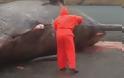ΕΚΠΛΗΚΤΙΚΟ βίντεο: Σκάλιζε το κουφάρι μιας νεκρής φάλαινας και ξαφνικά συνέβη κάτι…ΑΠΙΣΤΕΥΤΟ