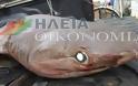 Καρχαρίας 120 κιλών πιάστηκε στο Κατάκολο