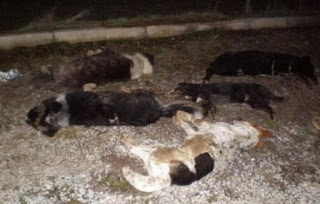 Δράμα: Σκότωσαν με υδροκυάνιο αδέσποτα σκυλιά - Φωτογραφία 1