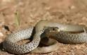 Ναύπακτος: Το φίδι βολτάρει στο χωράφι - Δείτε την αντίδραση του σπουργιτιού!