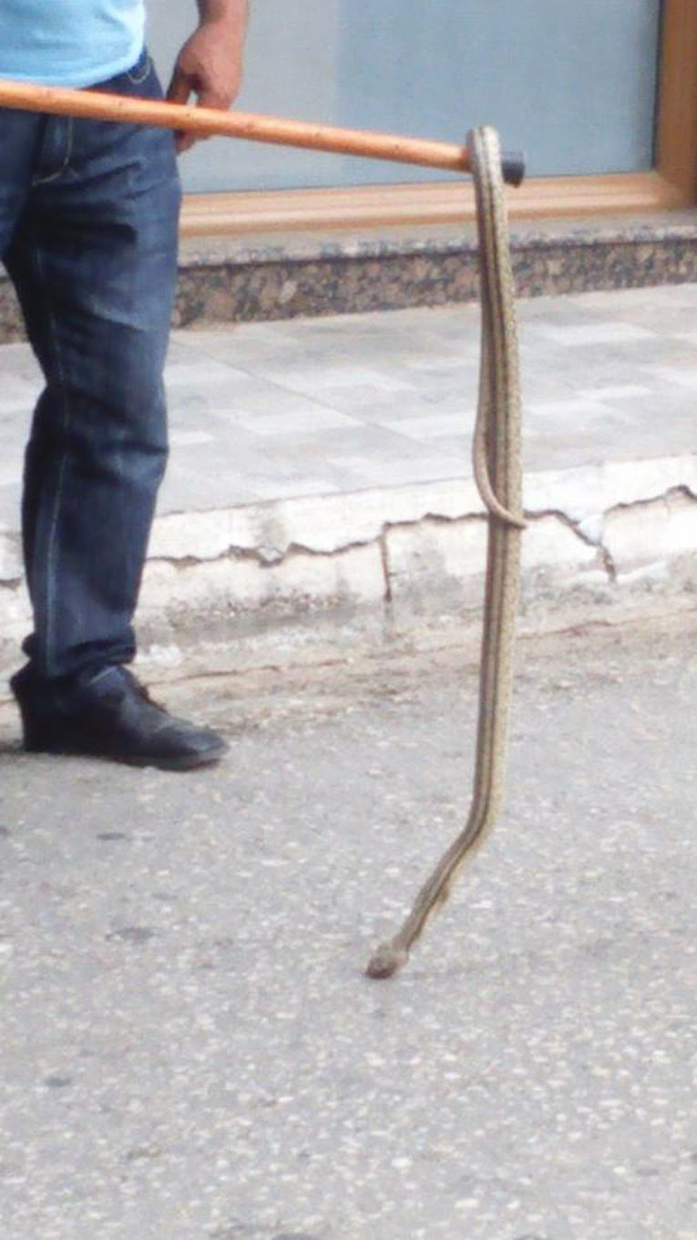 Φίδια κόβουν βόλτες σε Πύργο και Αμαλιάδα - Φωτογραφία 2