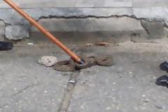 Φίδια κόβουν βόλτες σε Πύργο και Αμαλιάδα