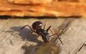 Απίθανοι Ρώσοι μέθυσαν... μυρμήγκι με βότκα [video]