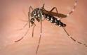 ΠΡΟΣΟΧΗ: Κουνούπια-τέρατα μεταδίδουν μια νέα ασθένεια