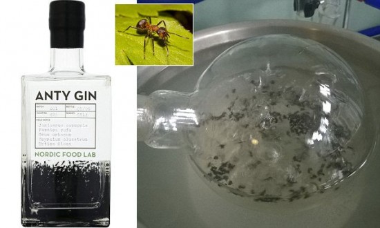 ΤΡΕΛΟ: Εσύ θα το έπινες; Τζιν παρασκευάζεται από... μυρμήγκια - Φωτογραφία 4